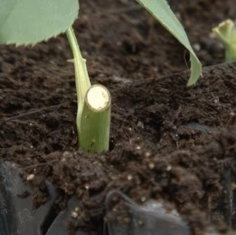 formering av roser formering av roser